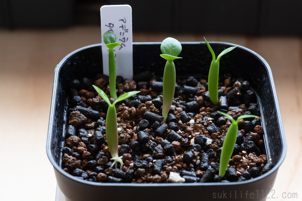 アデニウム・タイソコトラナムの育て方｜実生から育てているタイ  