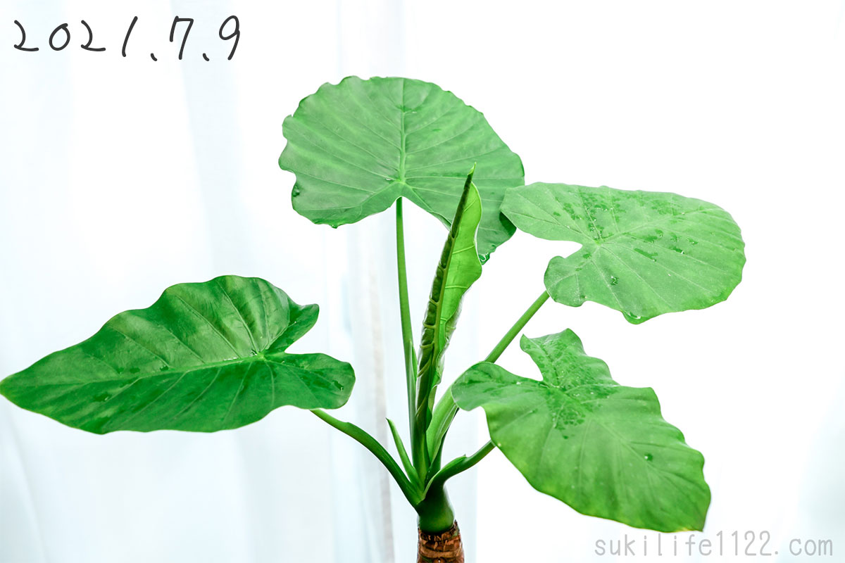 アジアンタム ホウライシダ属 はどんな植物 簡単な管理方法が知りたい