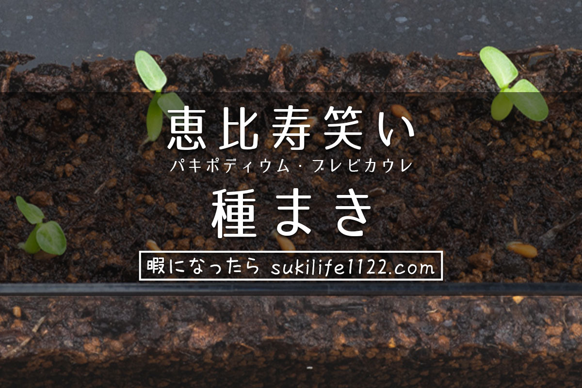 恵比寿笑い パキポディウム ブレビカウレ の種まき 実生