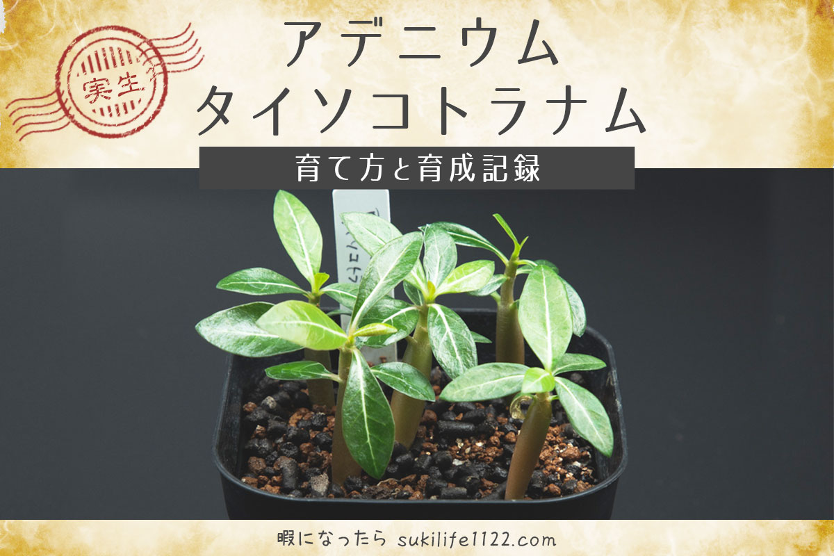 アデニウム・タイソコトラナムの育て方｜実生から育てているタイ  