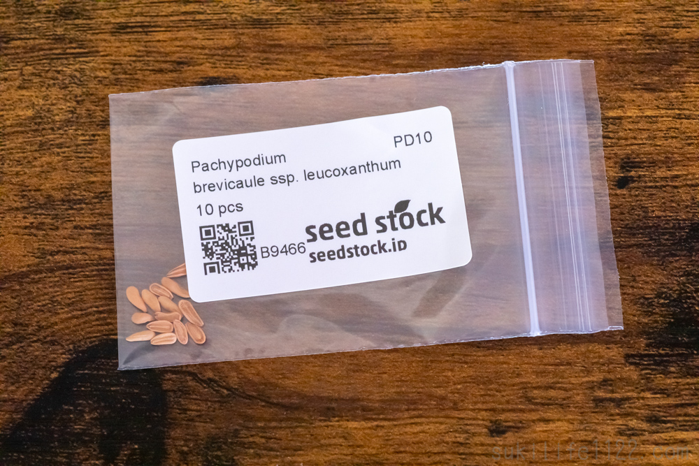パキポディウム・ブレビカウレ（恵比寿笑い）の種　seed stockで購入