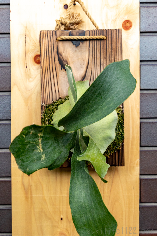 育成日記 ビカクシダ ネザーランド 板付 苔玉 2か月後の経過