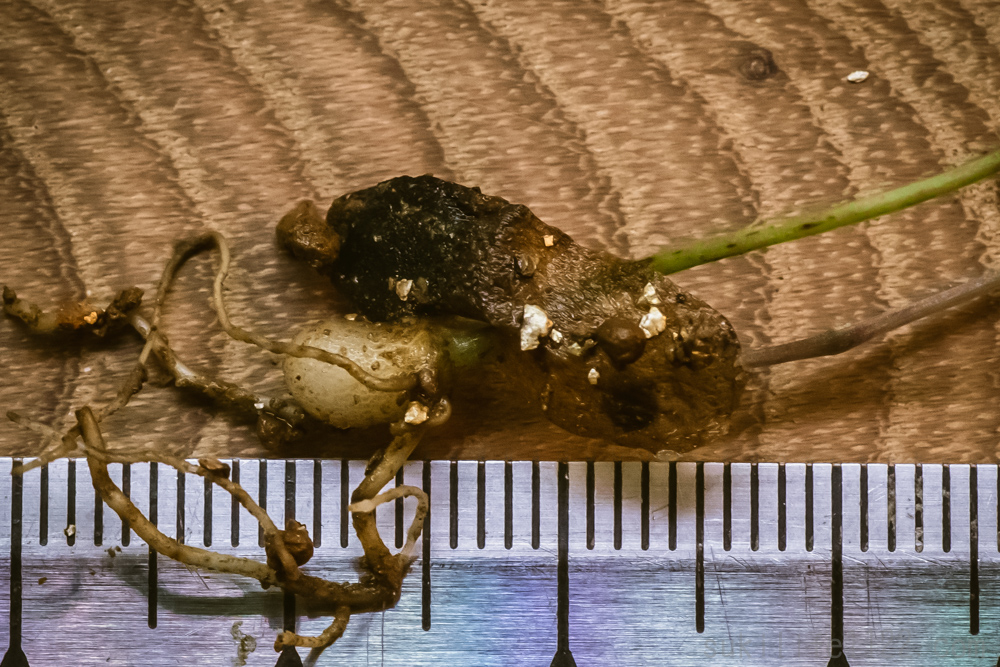 亀甲竜（ディオスコレア・エレファンティペス）播種から2ヶ月の芋