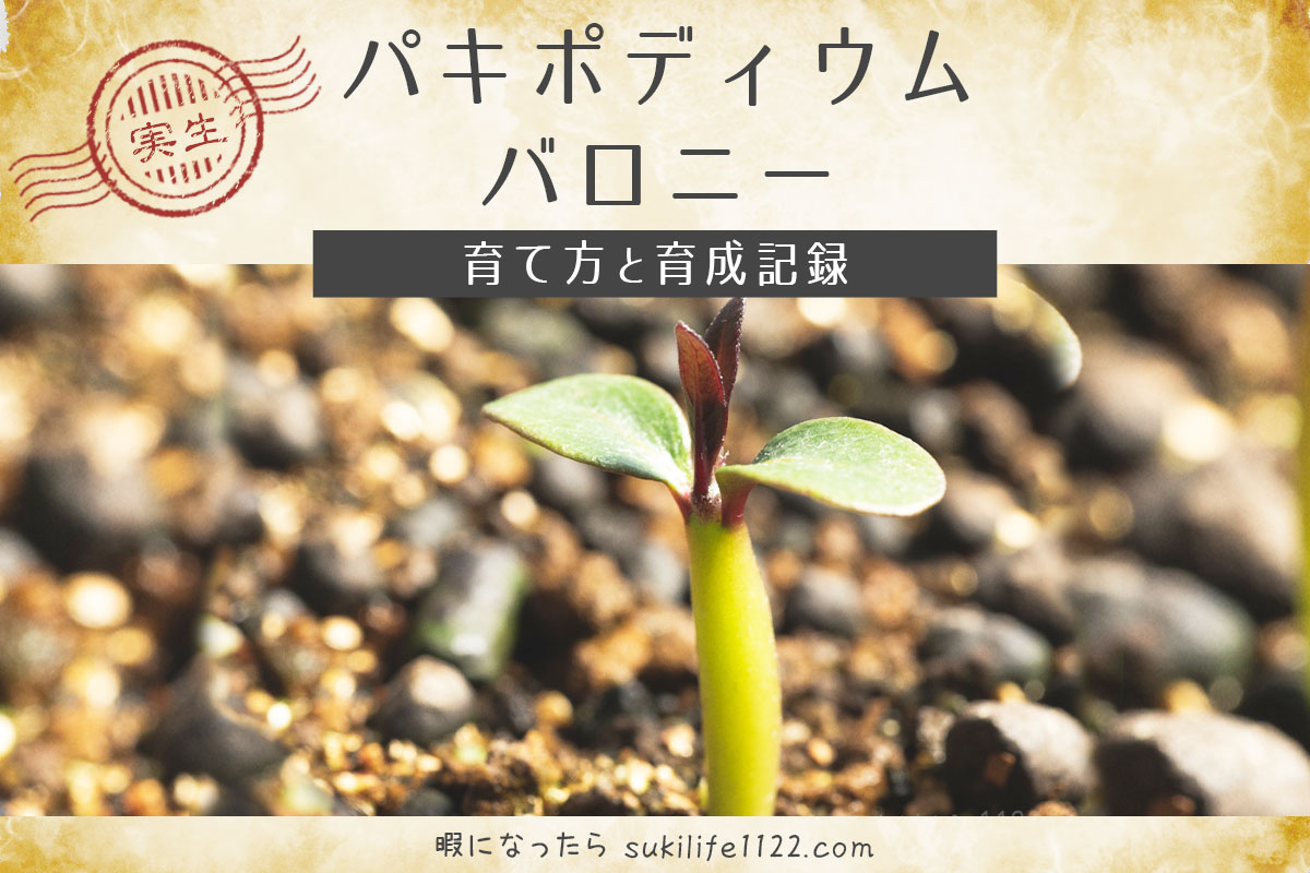 パキポディウム・バロニーの育て方｜実生から育てているバロニーの記録