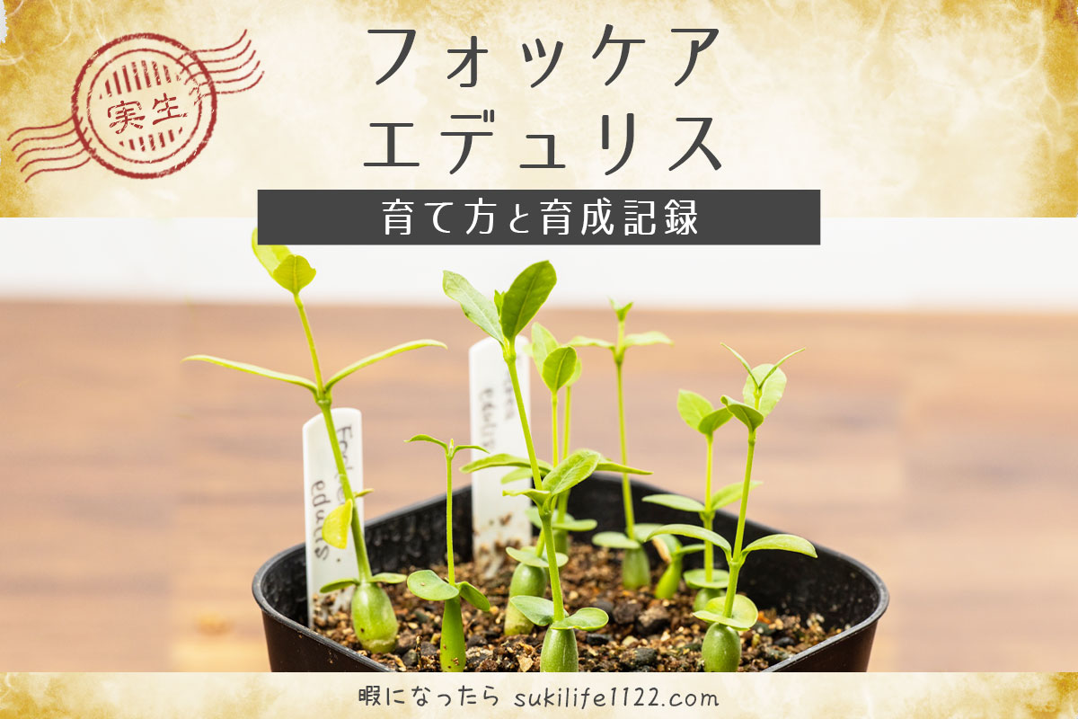 CO☆503 Fockea edulis 火星人 実生 1鉢 ③☆ サボテン 多肉植物