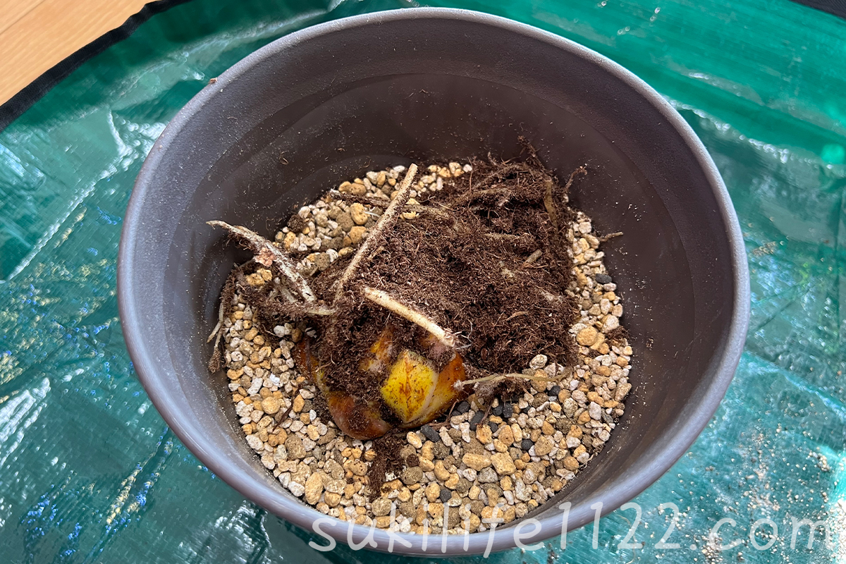 オリエンタルリリー（ユリ）の植え付け　球根を鉢に入れる