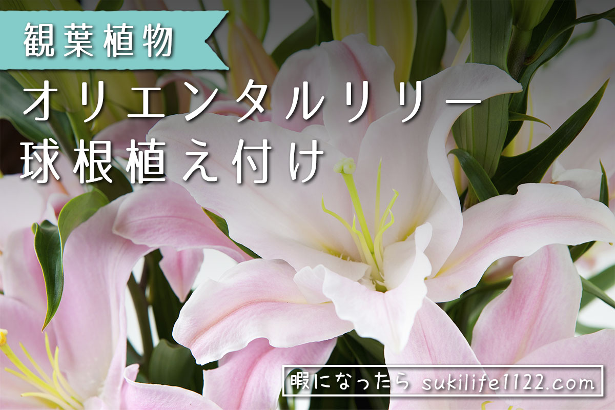オリエンタルリリー（オリエンタルユリ）の球根を植えてみた｜グラシア 