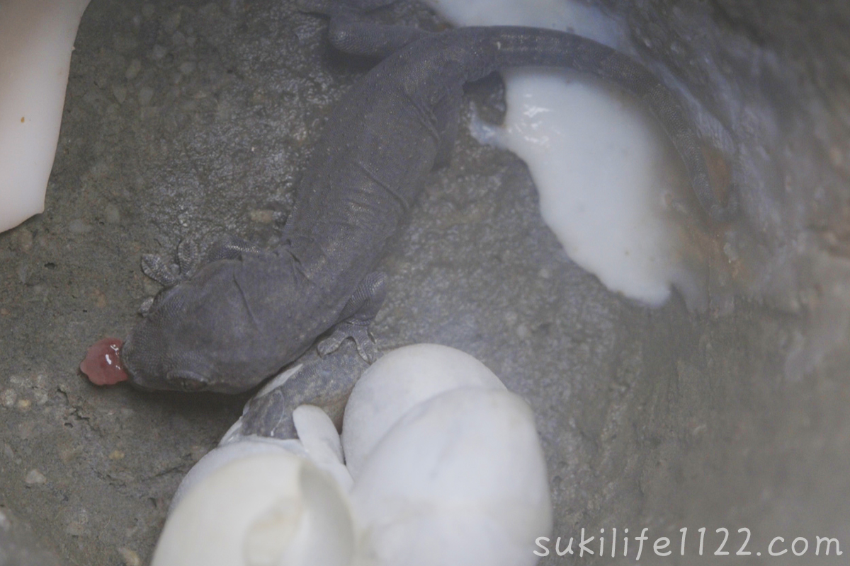 孵化したばかりのヤモリ　ヨークサックを食べる