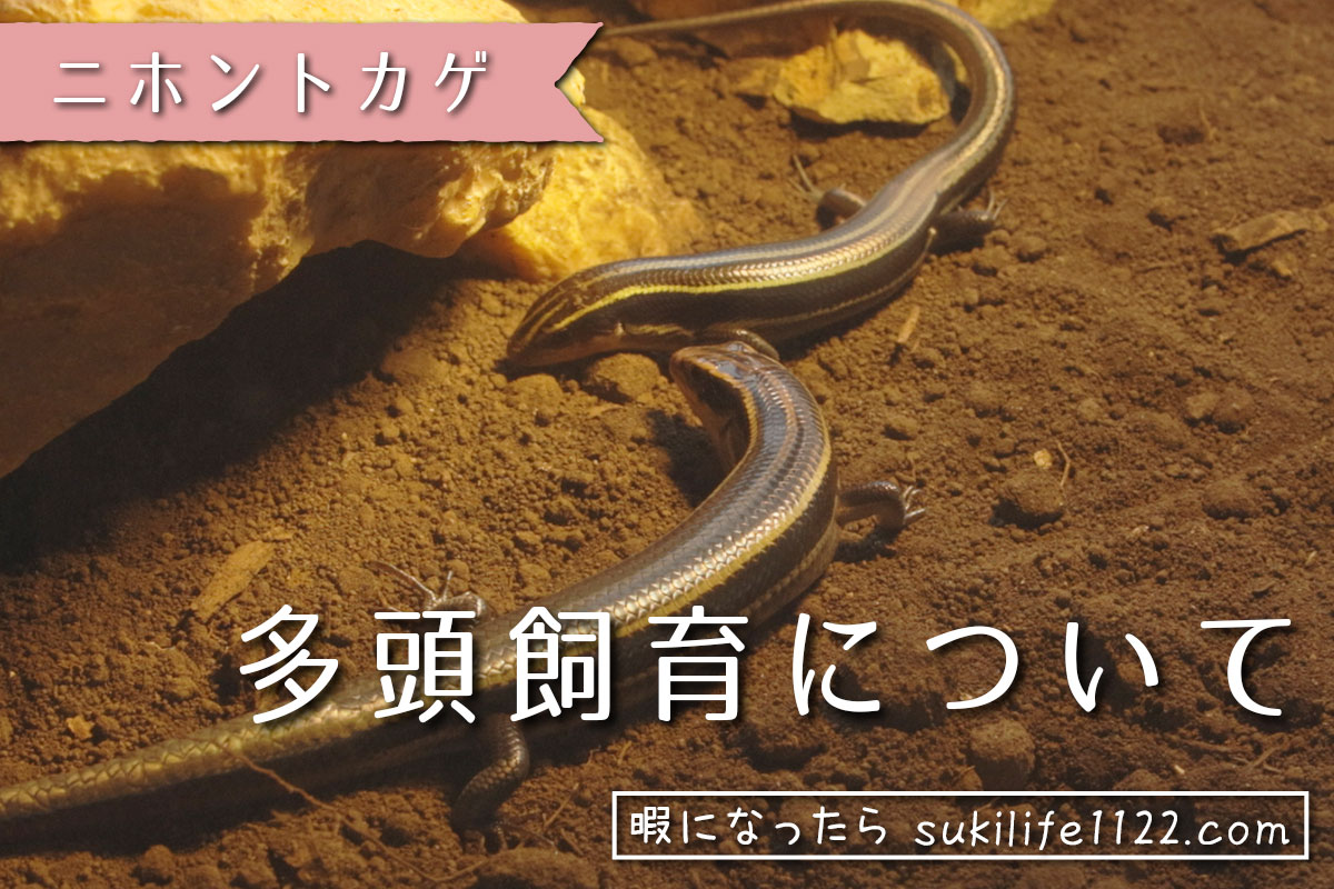 幼体の飼育は難しい ニホントカゲの赤ちゃんとの出会い