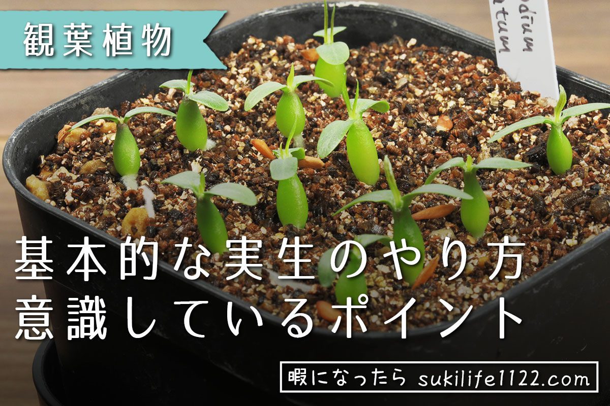 パキポディウムの発芽率が良くなってきた｜パキポディウムとアデニアの実生 
